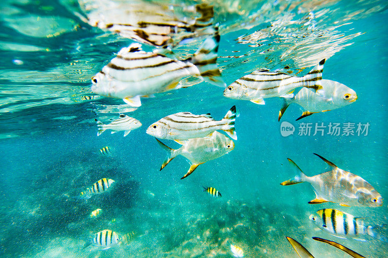一群鱼在清澈的蓝水里游泳。