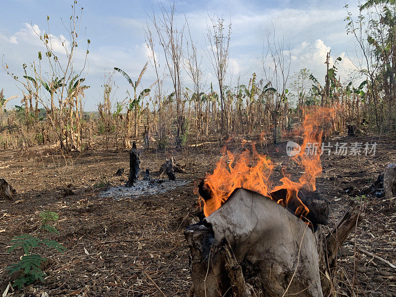 在漫长的旱季，许多树木的状况会变干，甚至会发生火灾