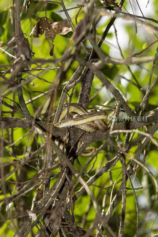 年轻的黄鼠蛇盘绕在树枝上