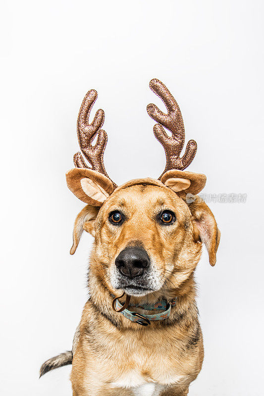 白色背景上的混血狗穿着圣诞驯鹿服装鹿角