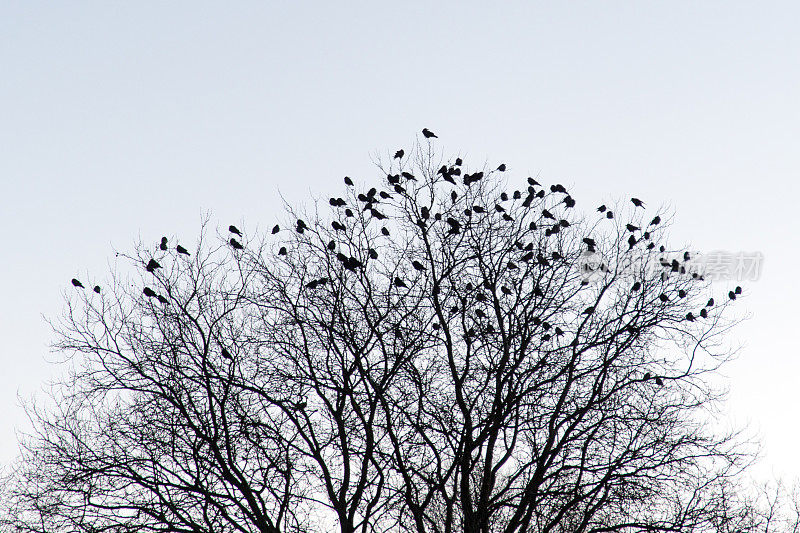 冬天，乌鸦和渡鸦在光秃秃的树上