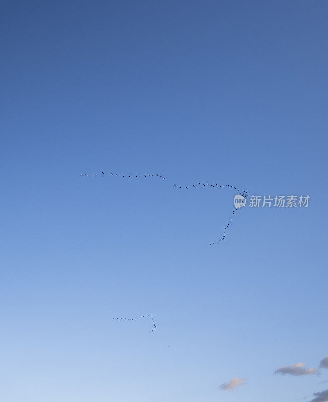 天空中的鸟群