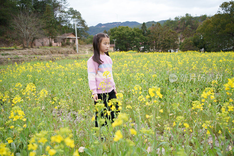 油菜地里的小女孩