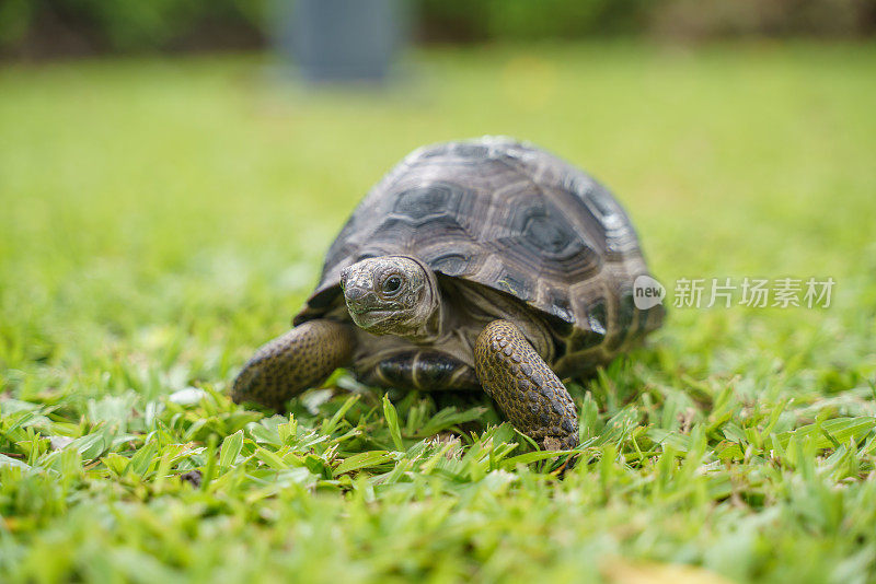 绿草坪上的亚达伯拉巨龟宝宝。它是世界上最大的陆龟之一。该物种是塞舌尔环礁的特有物种。