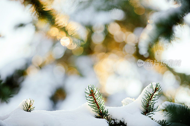 冷杉树枝上有雪和针叶上的水珠。