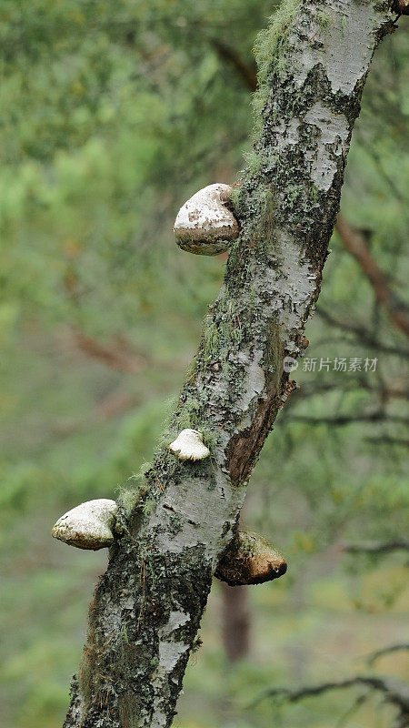 桦树多孔真菌的几个子实体