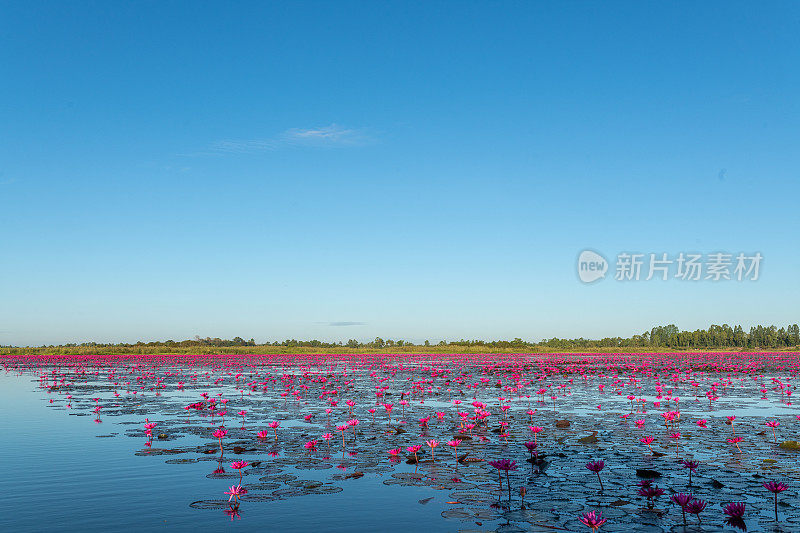 泰国乌隆他尼省清晨的红莲湖美景