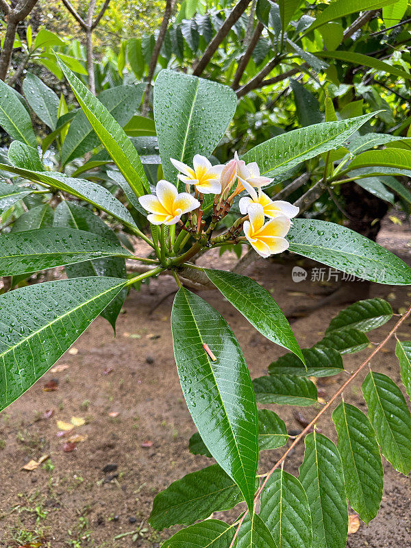 雨后毛里求斯的热带凤仙花