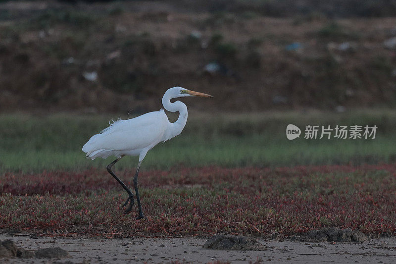 绿地里的白鹭