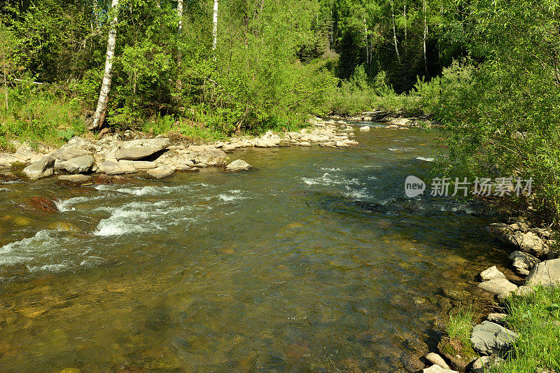 在一个阳光明媚的夏日早晨，一条浅浅的小河，两岸布满了石头，流经茂密的森林。