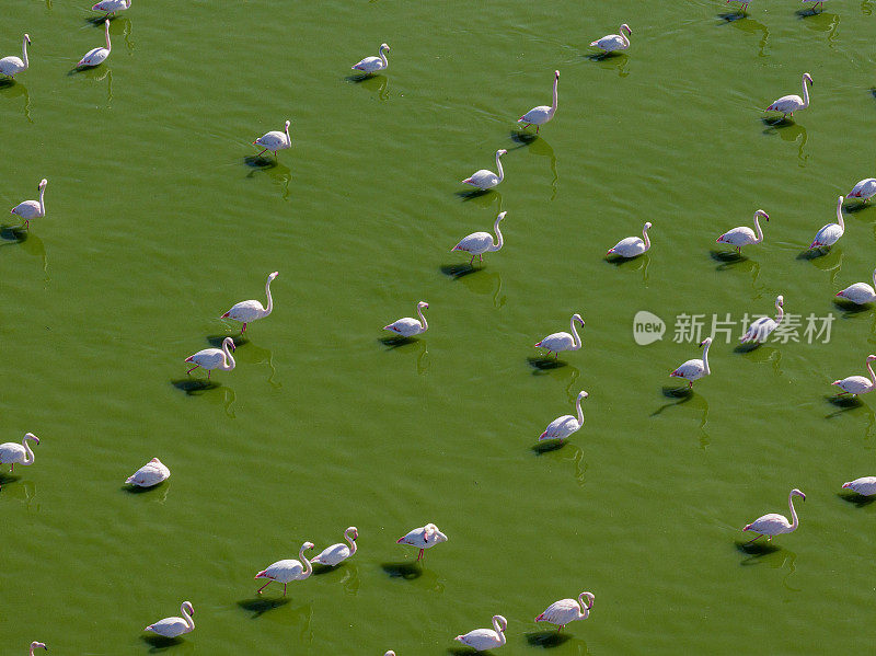 湖上的火烈鸟