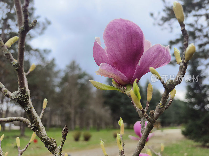 春天开花