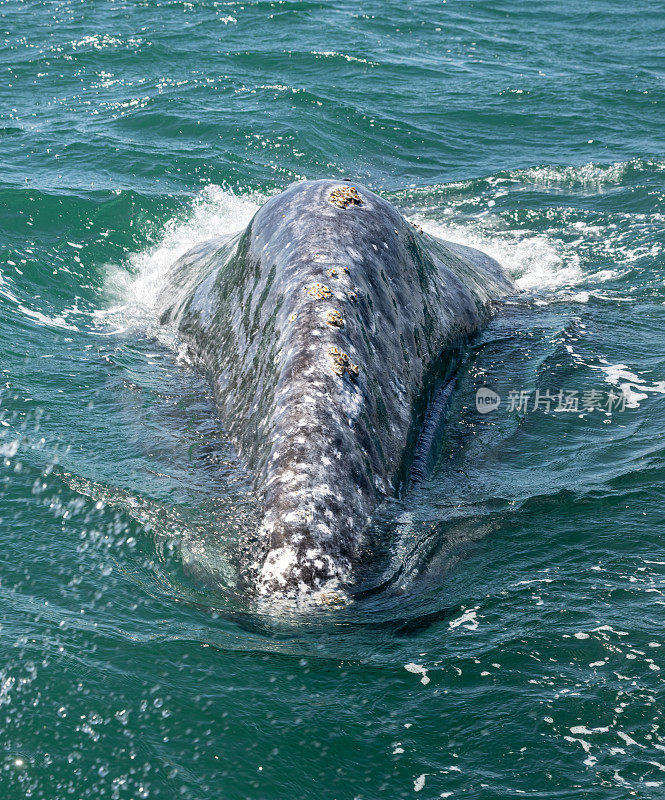 灰鲸、灰鲸、灰背鲸、太平洋灰鲸、韩国灰鲸、加利福尼亚灰鲸是一种迁徙的须鲸。圣伊格纳西奥泻湖，下加利福尼亚南部，墨西哥