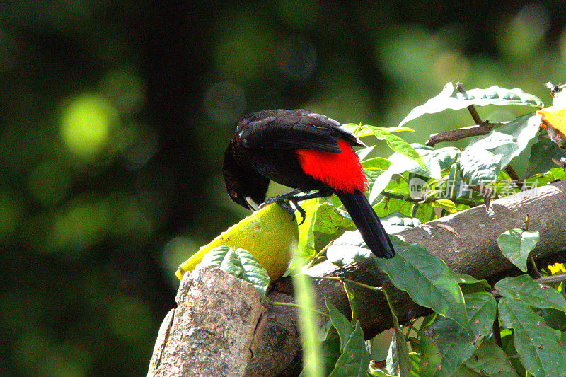 猩红驼背Tanager