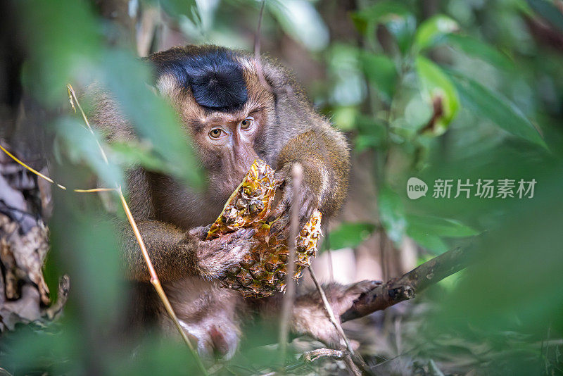 雄性长尾猕猴正在吃一种香蕉果