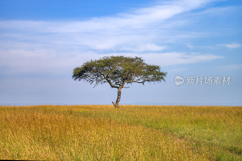 东非开阔稀树草原上的一种大型金合欢树