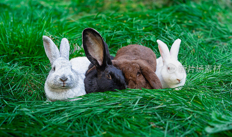 大型轻银，黑色巨人弗兰德斯，棕色折羊，巨型白色中等大小的兔子躺在绿色的草地上
