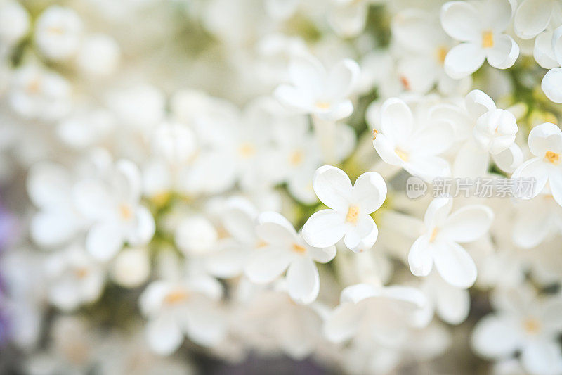 丁香花靠近背景