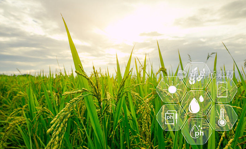 智能农业与可持续实践的现代技术。大米的农场。智能农业概念。可持续农业。精准农业。气候监测。农场管理系统。