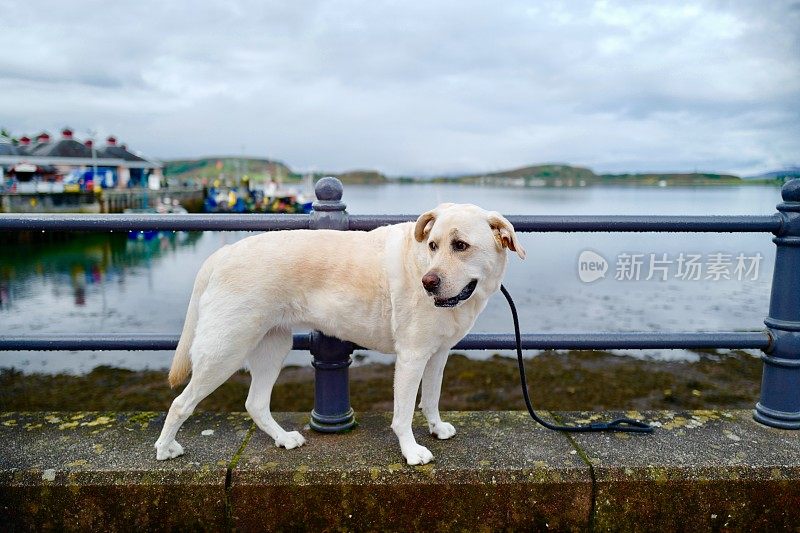 苏格兰拉布拉多寻回犬