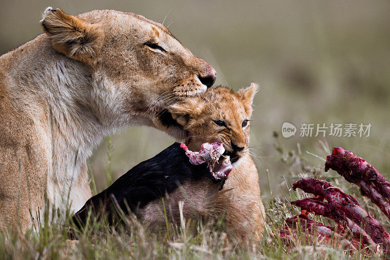 母狮在吃东西时照顾幼狮。