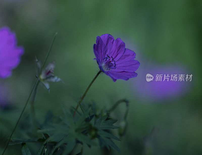 野花鹤嘴，天竺葵罗赞