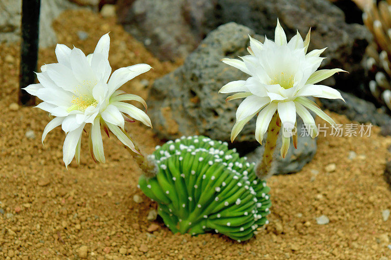 仙人掌的花