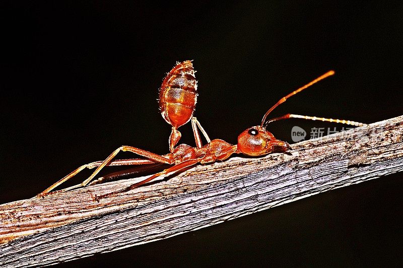 蚂蚁在棕色的树枝上爬行。