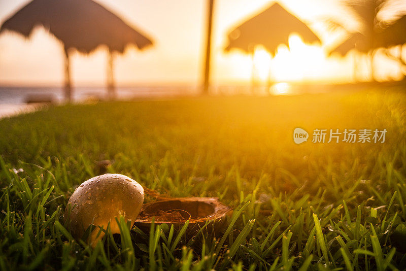 清晨，椰子在草地上被劈成两半