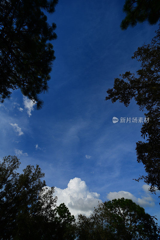 透过橡树树冠中间的缝隙，可以看到蓝色的天空和云朵