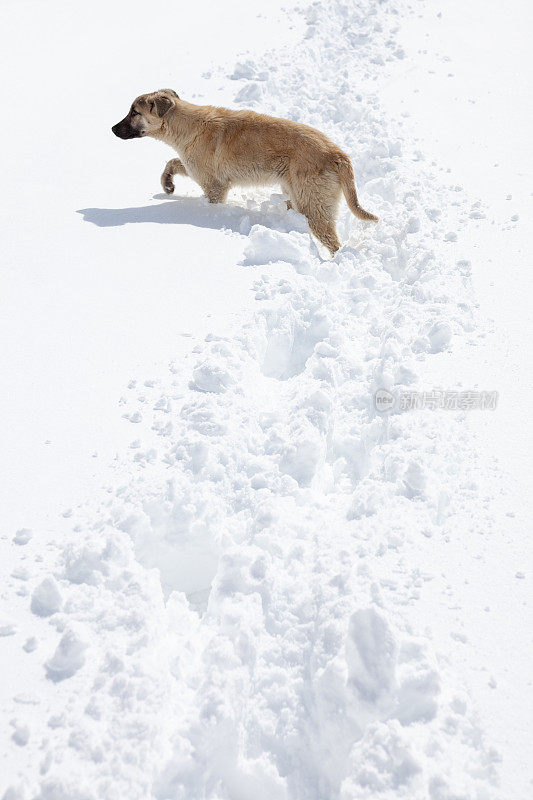 狗在冬天的雪地上行走