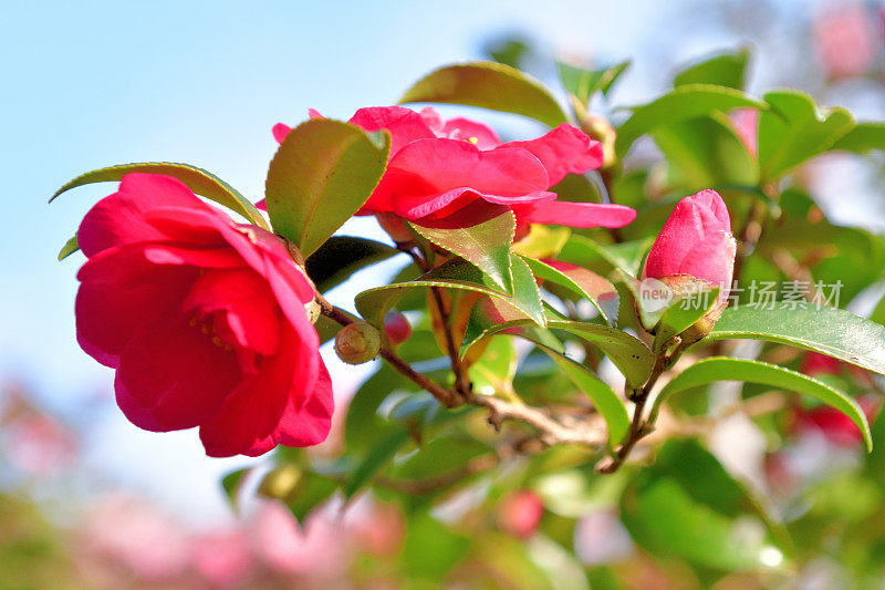 山茶花油茶花