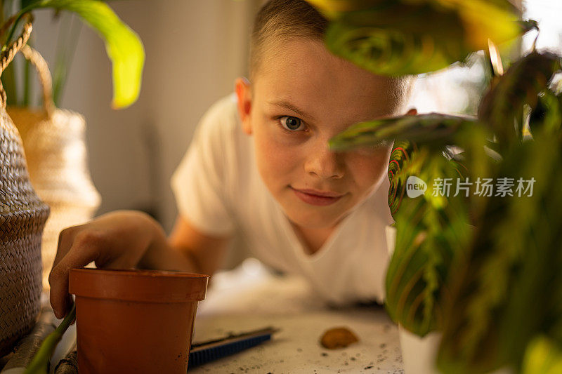 室内园艺。少年重新种植盆花。
