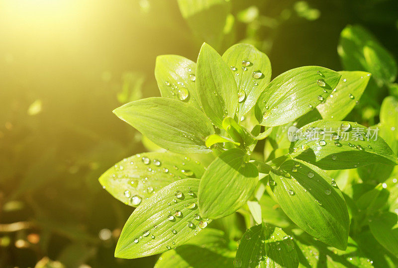 春日的阳光洒在被雨水洒落的绿叶上