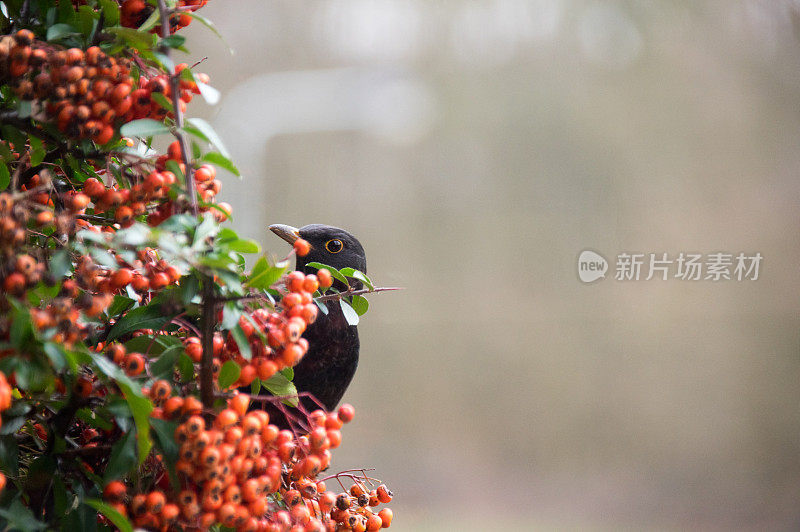 黑鸟在火棘