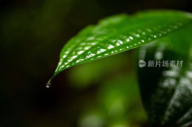 婆罗洲雨林