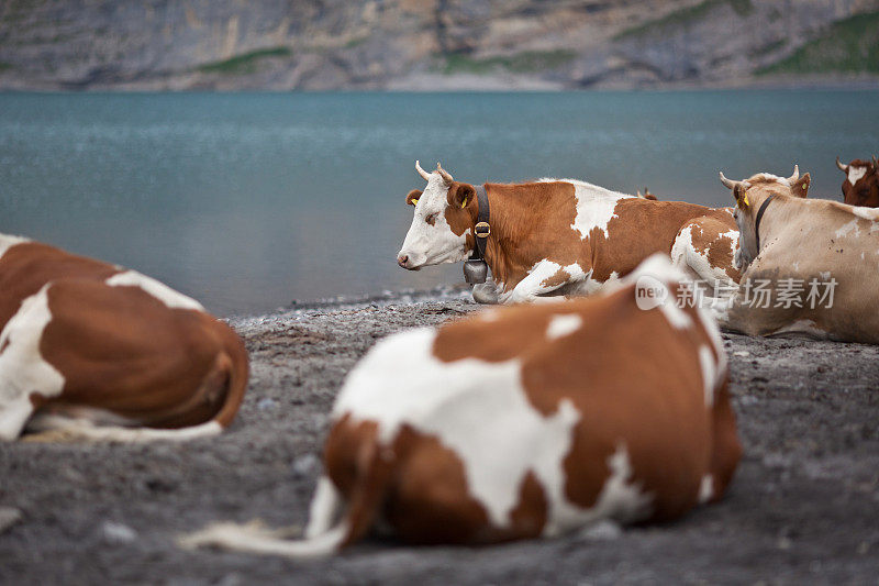 湖边的奶牛