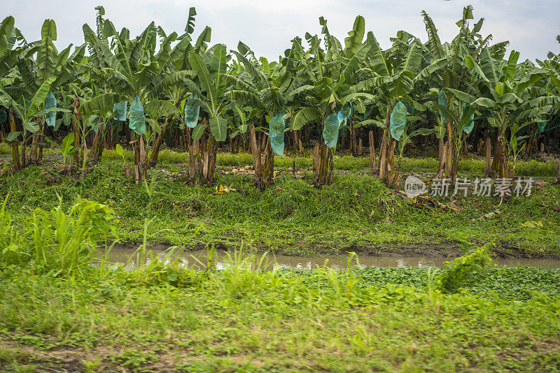 厄瓜多尔瓜亚基尔公路附近的香蕉农场