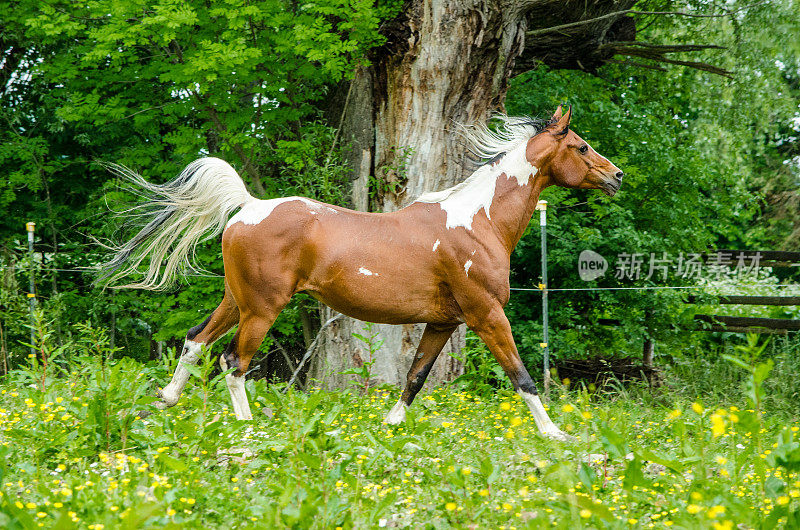 牧场上的彩色马或斑马——半阿拉伯骟马——在牧场上奔驰