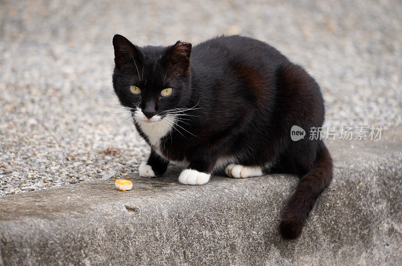 猫在自然界中生存