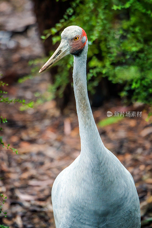 Brolga(安提戈涅rubicunda)