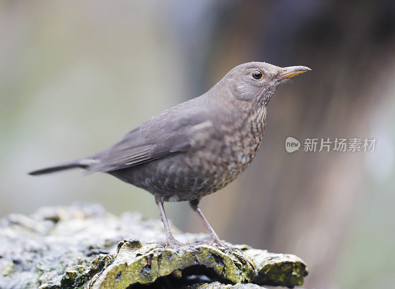 女性黑鸟