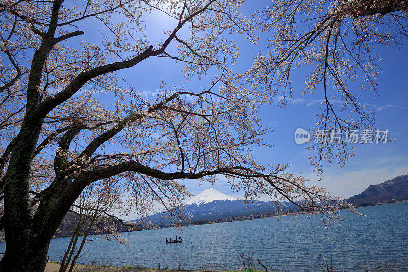 富士山和川口湖的樱花