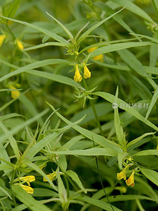 苏格兰斯佩赛德种植的几种小母牛小麦