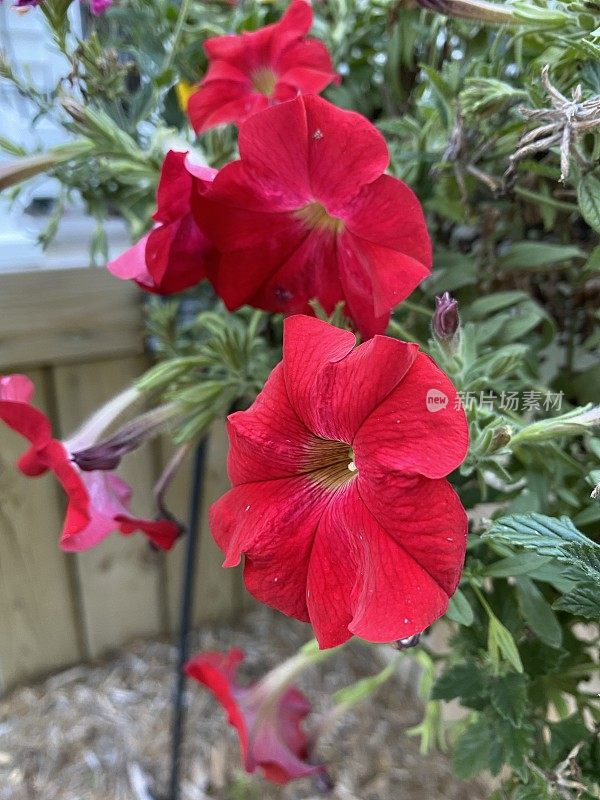 红色的一年生植物挂在花盆里