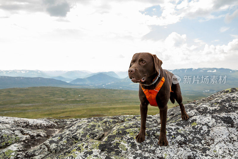 快乐巧克力拉布拉多猎犬戴着动物挽具站在挪威的一个山顶上