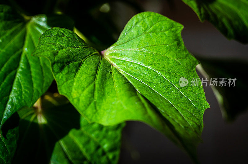 发芽红薯。花瓶内的绿叶植物