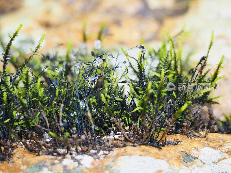 石头上的热带雨林苔藓