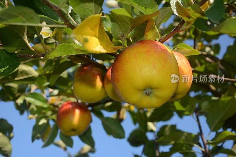 苹果挂在树上