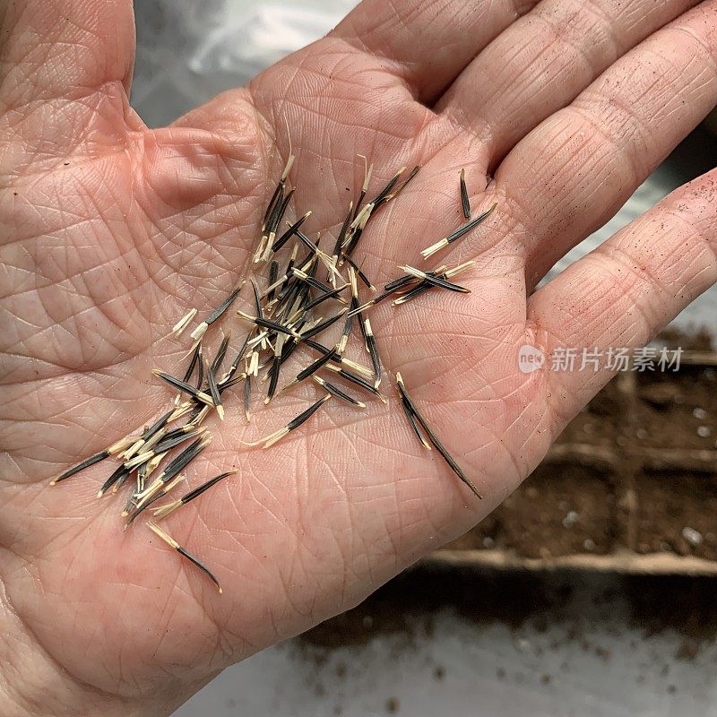 万寿菊花籽在妇女手中